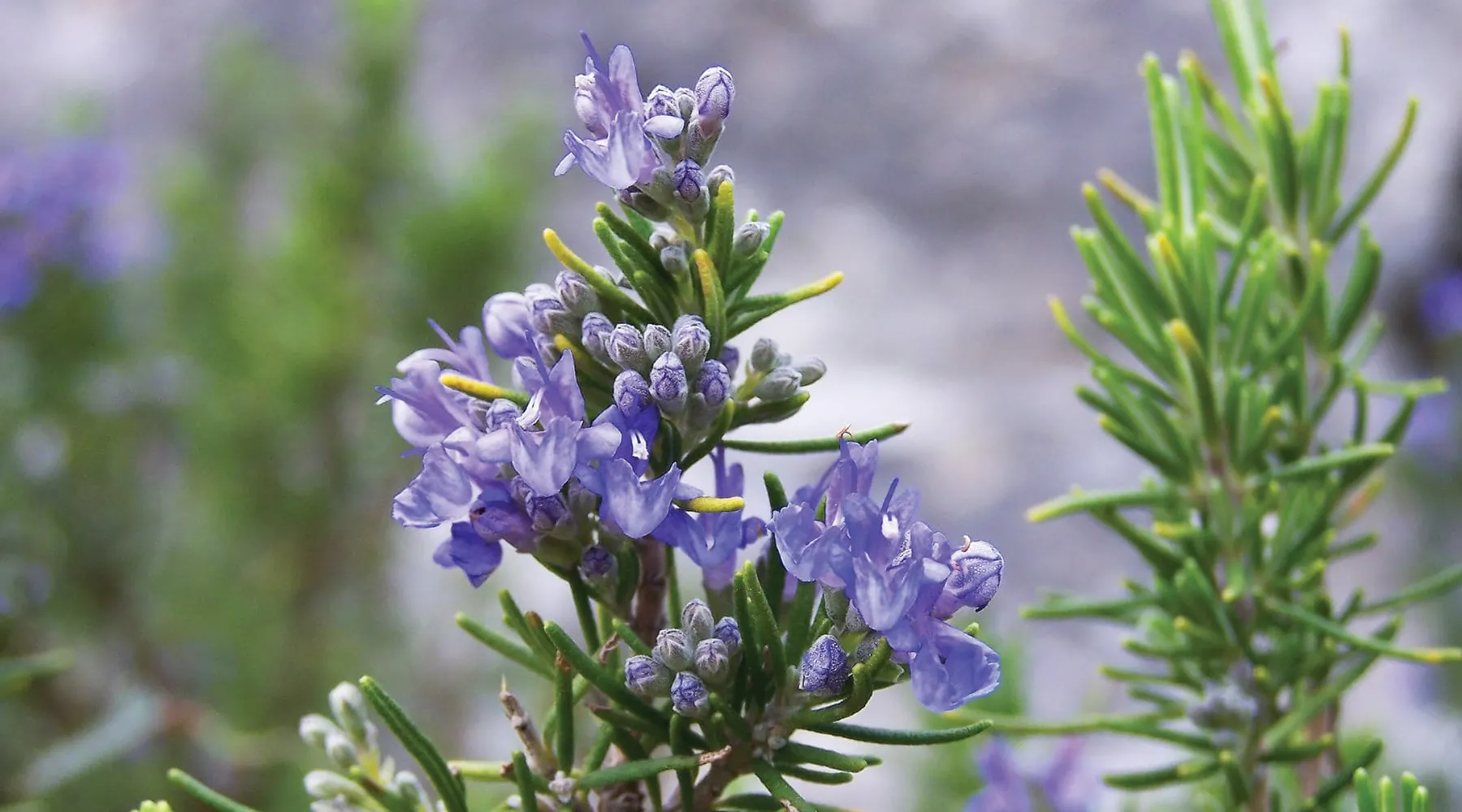 Scientists Say This Everyday Kitchen Herb Could Help Fight Alzheimer’s, Ease Anxiety, and Improve Sleep Naturally---