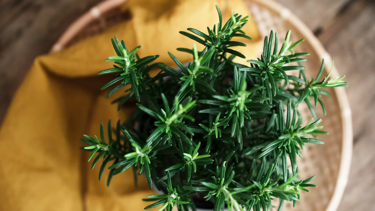 Scientists Say This Everyday Kitchen Herb Could Help Fight Alzheimer’s, Ease Anxiety, and Improve Sleep Naturally--
