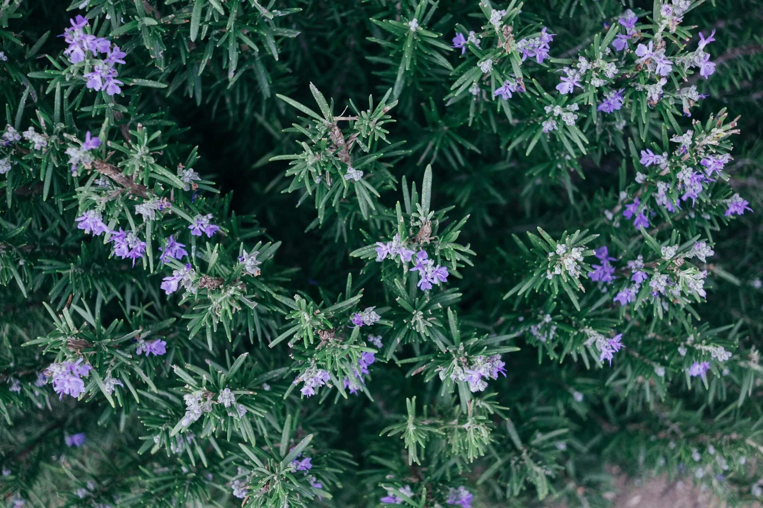 Scientists Say This Everyday Kitchen Herb Could Help Fight Alzheimer’s, Ease Anxiety, and Improve Sleep Naturally-